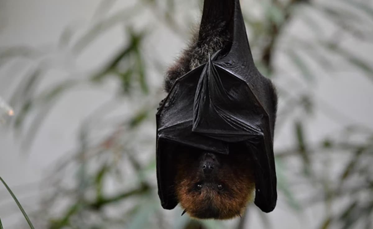 Rare Bat Species Spotted In Delhi