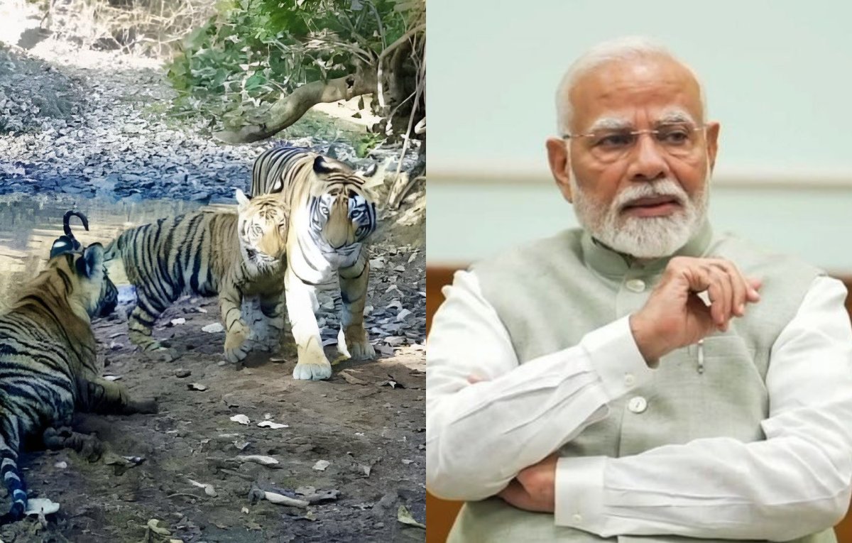 भारत को मध्य प्रदेश में 58 वें टाइगर रिजर्व मिलता है, पीएम मोदी हेल्स मूव