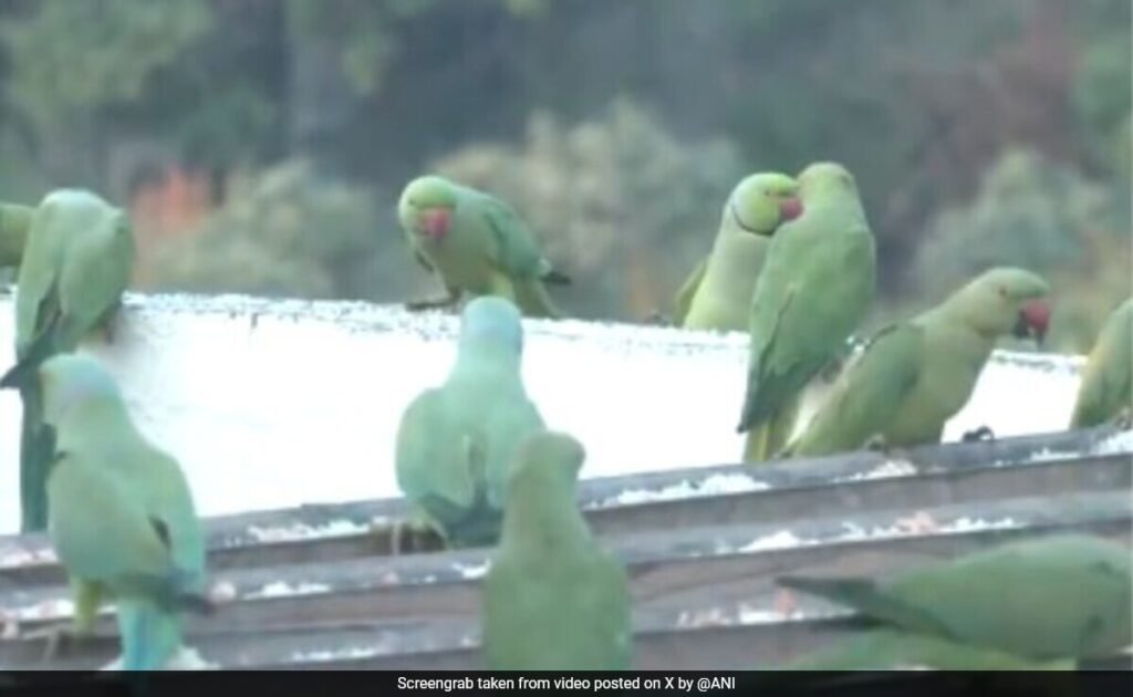 चेन्नई के दंपति ने छत को बर्ड हेवन में बदल दिया