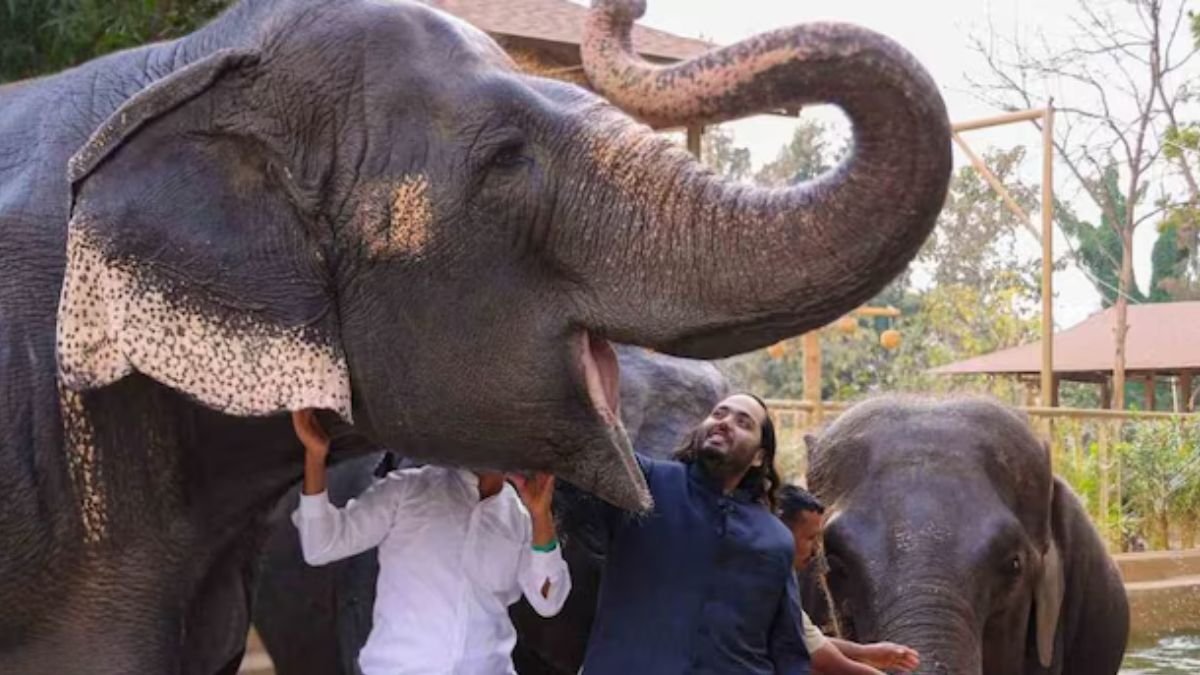 अहमदाबाद रथ यात्रा में हाथियों को चलाने के बाद वांतारा ने आपातकालीन टीम और एम्बुलेंस की दौड़ लगाई और एम्बुलेंस