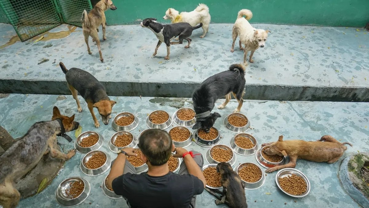 आवारा कुत्तों पर सुप्रीम कोर्ट: नसबंदी ड्राइव, फीडिंग प्रतिबंध, राष्ट्रीय नीति का आदेश दिया गया | 10 प्रमुख बिंदु