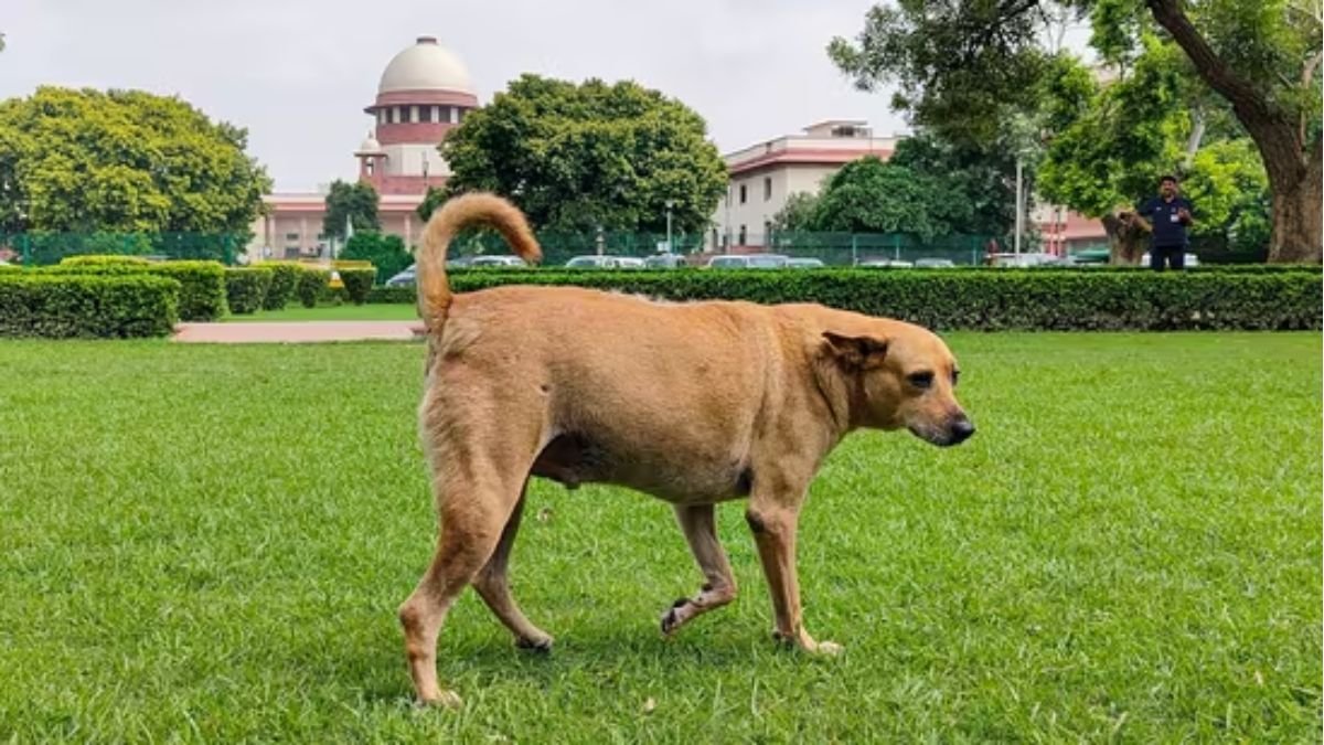 'यहां तक ​​कि कुत्ते आशीर्वाद मुझे': एससी न्यायाधीश विक्रम नाथ धन्यवाद cji के लिए आवारा कुत्तों की बात