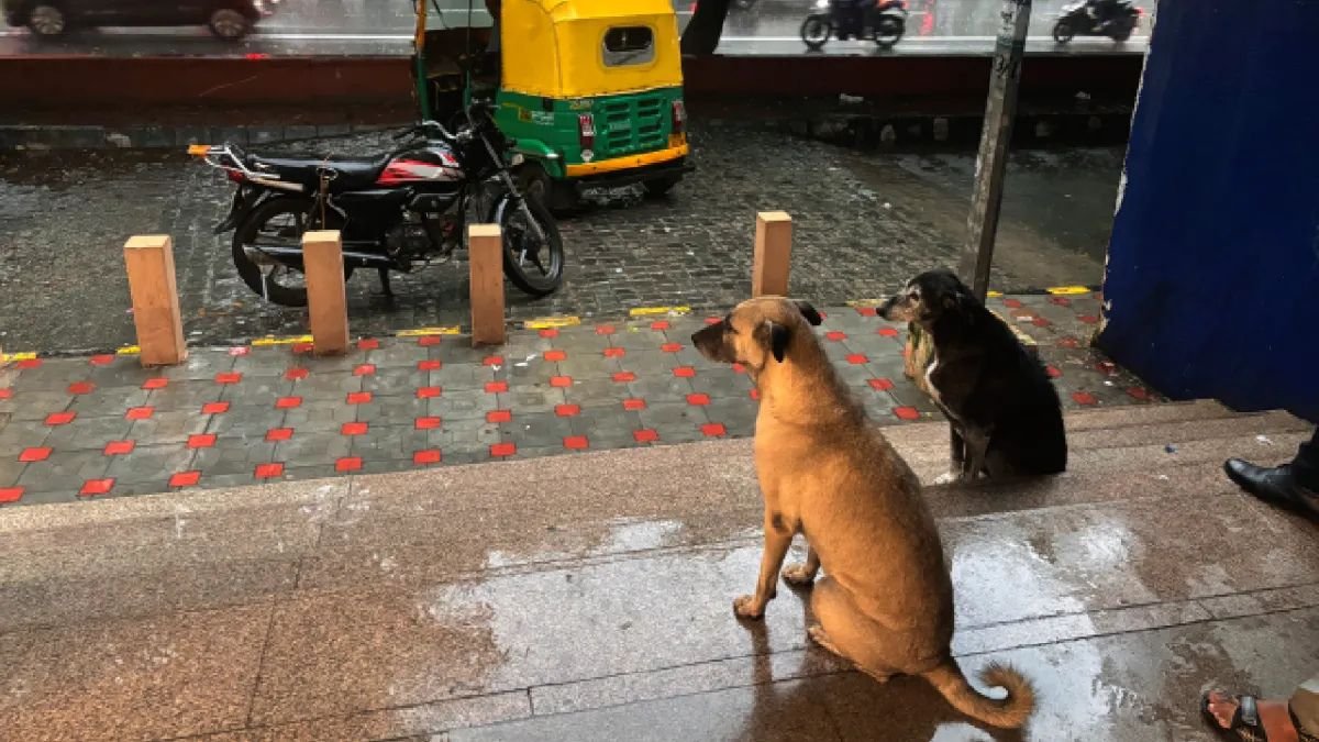 राजनेताओं, पशु कार्यकर्ताओं से लेकर नेटिज़ेंस तक, जिन्होंने कहा कि एससी के संशोधित आदेश पर आवारा कुत्तों पर क्या