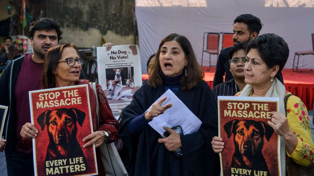 'आवारा कुत्तों को जहर दिया गया, दम घोंटा गया, रेबीज पर कोई सरकारी डेटा नहीं': आज की सुनवाई के दौरान SC में दलीलें दी गईं