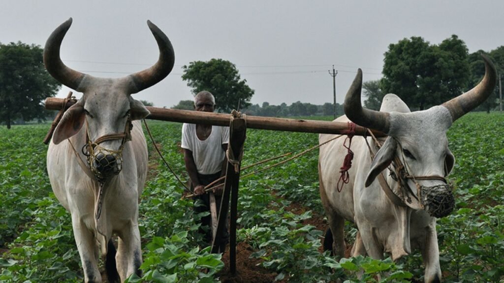कृषि क्षेत्र की चिंताओं के बीच सरकारी अधिकारी का कहना है, 'भारत-अमेरिका व्यापार समझौते से कृषि निर्यात को बढ़ावा मिलेगा।'
