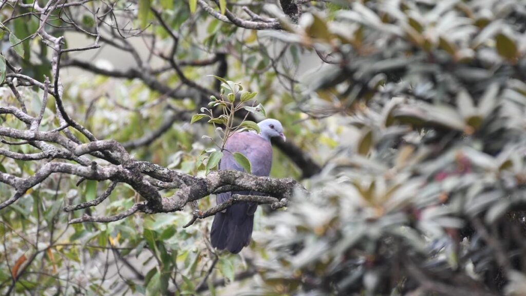 शोधकर्ताओं ने चेतावनी दी है कि जलवायु परिवर्तन नीलगिरि वुड पिजन जैसे पश्चिमी घाट के पक्षियों के लिए आवास की उपलब्धता को सीमित कर सकता है