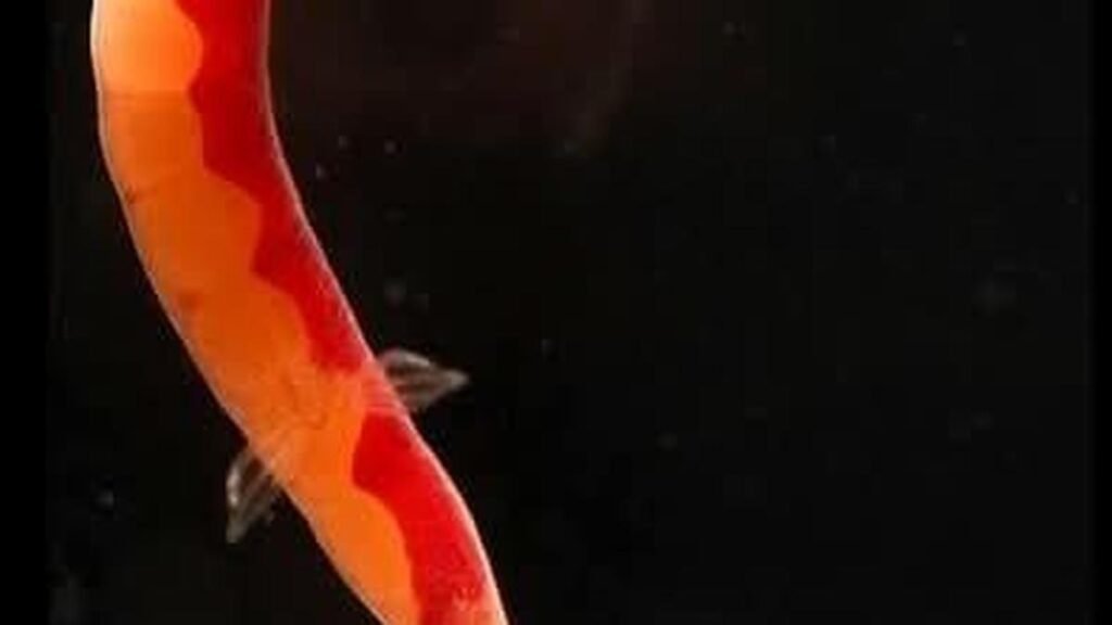 असम में अंधी लघु मछली की नई प्रजाति और प्रजातियों की खोज की गई असम में अंधी लघु मछली की नई प्रजाति और प्रजातियों की खोज की गई