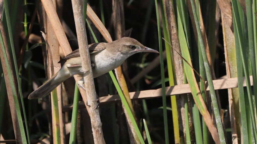 इसे सही से पढ़ें: बुलरश बेड इसे पूरे पक्षी परिवारों के लिए आरामदायक बनाते हैं