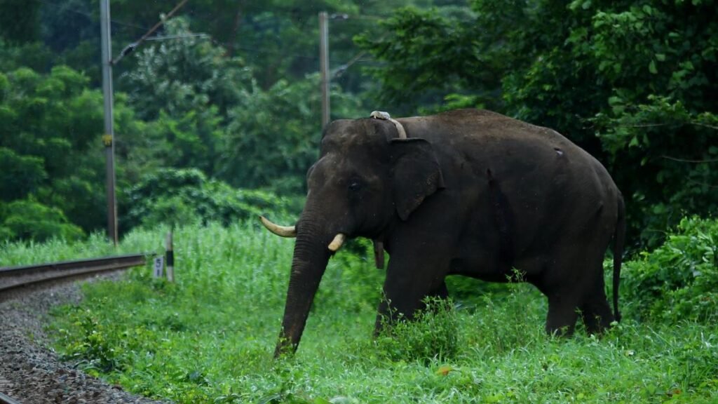 केरल विधानसभा चुनाव 2026: वन्यजीव घुसपैठ, कई निर्वाचन क्षेत्रों में वोट-कैचर मुद्दा