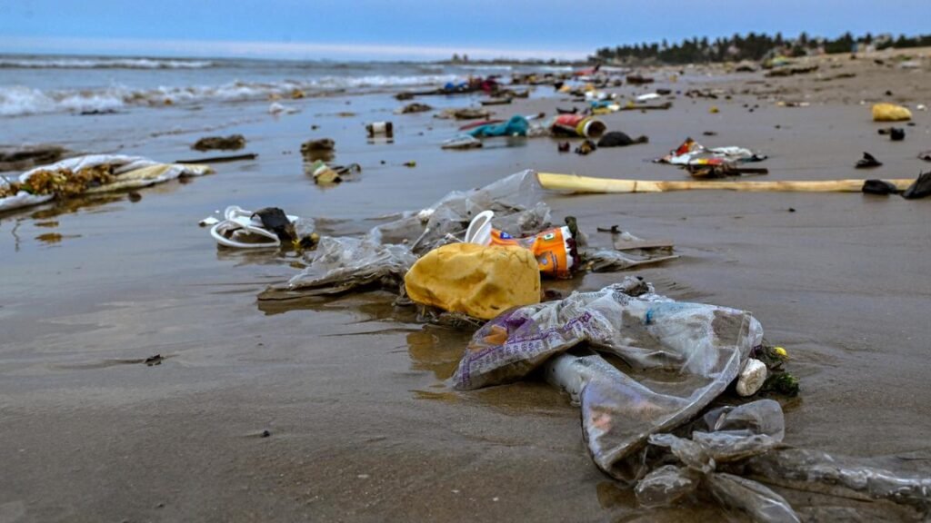 टूथलेस प्रतिबंध: चार शहरों में सर्वेक्षण किए गए 84% स्थलों में एकल-उपयोग प्लास्टिक का नियम टूथलेस प्रतिबंध: चार शहरों में सर्वेक्षण किए गए 84% स्थलों में एकल-उपयोग प्लास्टिक का नियम