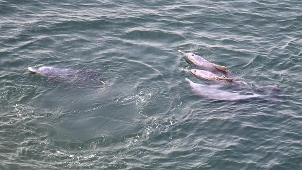 ‘समुदायों के बीच डॉल्फ़िन के बारे में बेहतर समझ पैदा करना ज़रूरी है’ 'समुदायों के बीच डॉल्फ़िन के बारे में बेहतर समझ पैदा करना ज़रूरी है'