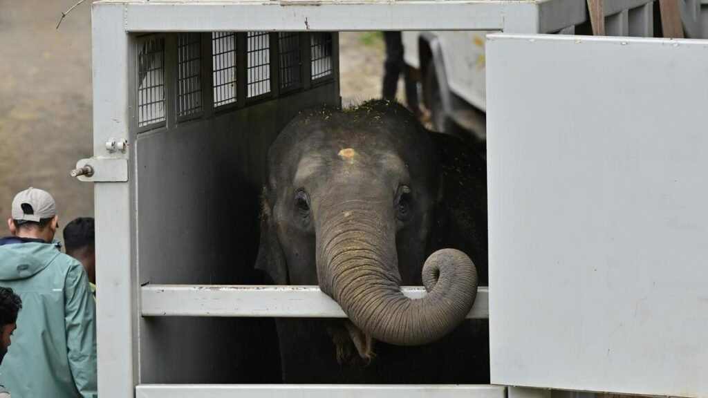 सुप्रीम कोर्ट ने जामनगर स्थित पशु बचाव केंद्र और ट्रस्ट द्वारा सीआईटीईएस उल्लंघन की जांच की मांग वाली याचिका खारिज कर दी