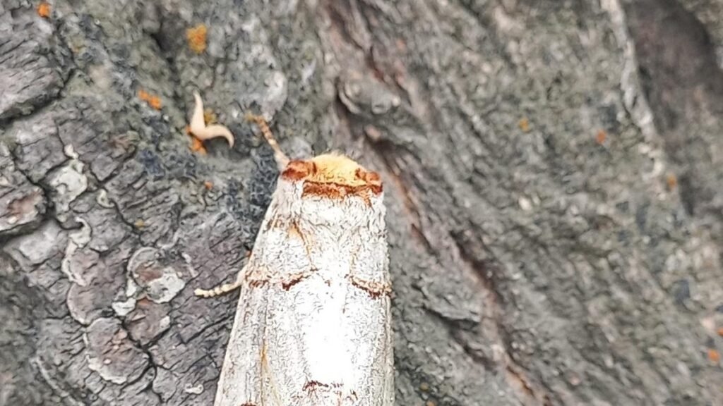 नए आक्रामक कीट से लद्दाख की कृषि आधारित अर्थव्यवस्था को खतरा है