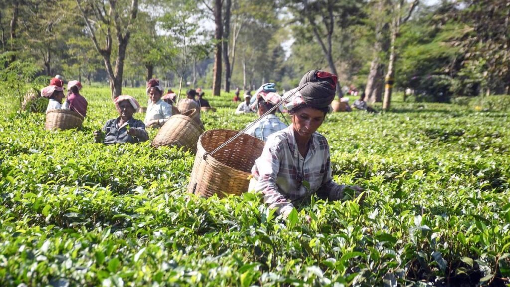 पश्चिम एशिया संकट भारतीय चाय निर्यातकों को नुकसान पहुंचा रहा है