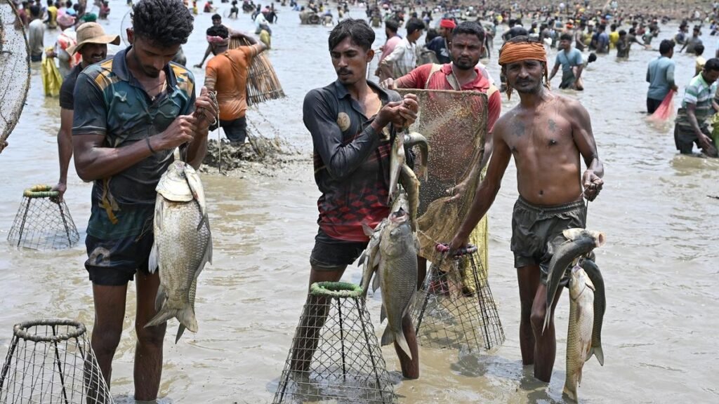 मछली और उत्सव: सोराब तालुक के चित्तूर में सैकड़ों लोग 'केरे बेटे' में भाग लेते हैं