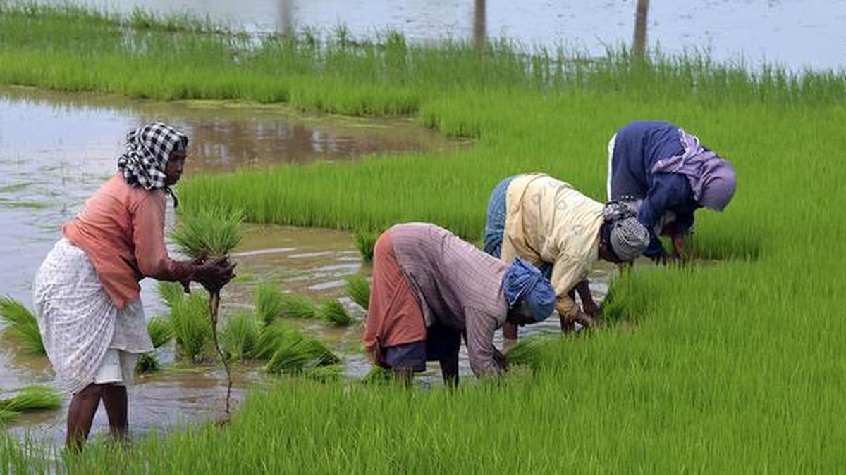 ख़रीफ़ सीज़न के दौरान मानसून की कमी और भारत की कृषि कमज़ोरी
