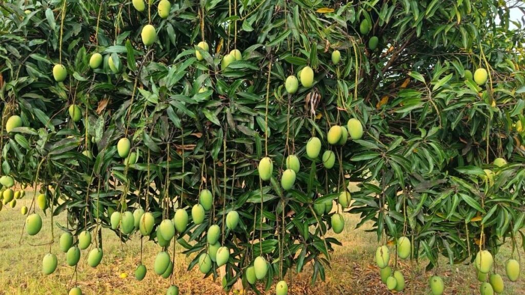 जलवायु परिवर्तन के कारण इस साल कर्नाटक में आम की पैदावार में 5 लाख टन की गिरावट आई है जलवायु परिवर्तन के कारण इस साल कर्नाटक में आम की पैदावार में 5 लाख टन की गिरावट आई है