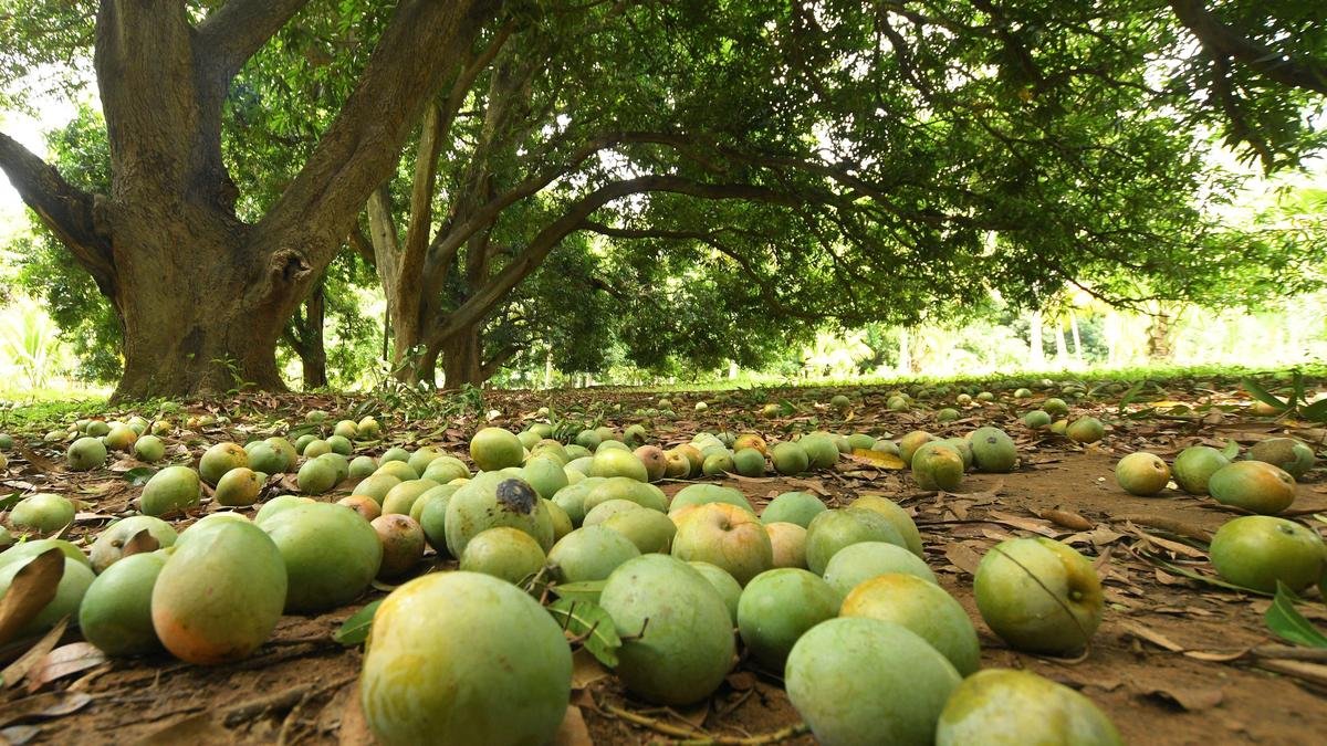 दक्षिण भारत में सबसे अच्छे आम, उगाने वाले किसानों के अनुसार