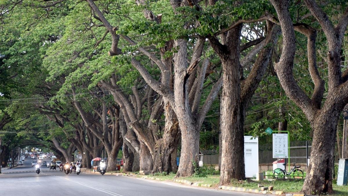 नागरिक-नेतृत्व वाली जनगणना में मैसूरु में 1.21 लाख से अधिक पेड़ दर्ज किए गए