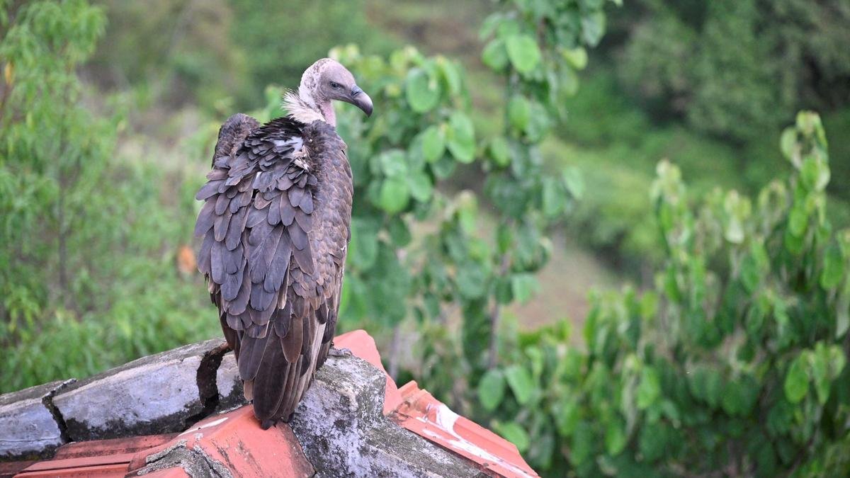 नीलगिरी में रेडियो-टैग्ड व्हाइट-रम्प्ड गिद्ध की बिजली के झटके से मौत हो गई