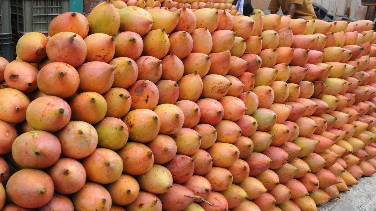 राज्य सरकार ने तोतापुरी आम के लिए एमएसपी की सिफारिश की, केंद्र की मंजूरी का इंतजार