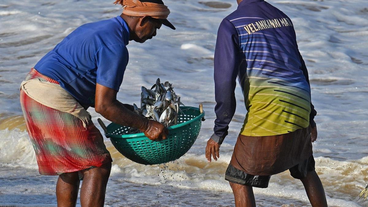 समुद्र से संकेत: क्यों सार्डिन, जेलीफ़िश किनारे पर बह रही हैं