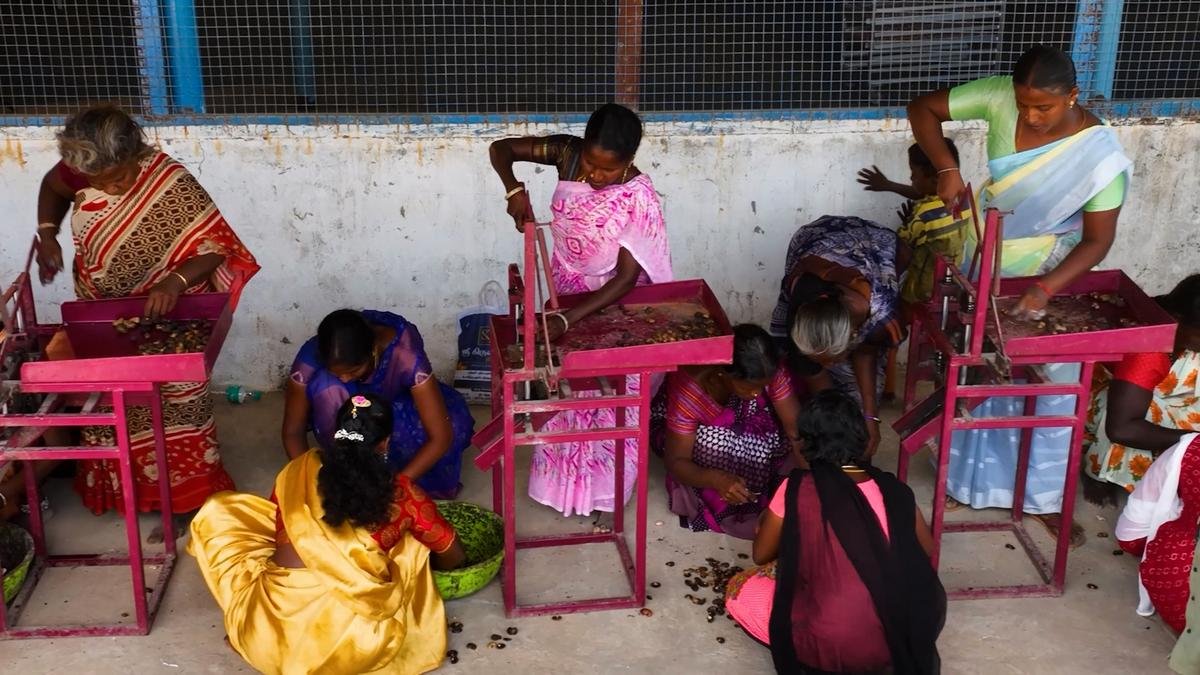 अरियालुर में 230 से अधिक इरुला परिवारों को काजू कटाई पहल के माध्यम से स्थिर आय मिलती है