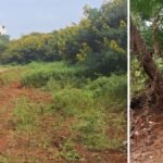 एचएमटी ने पीन्या प्लांटेशन और जराकाबंदे सैंडल रिजर्व में 430 एकड़ और 21 गुंटा जमीन वन विभाग को सौंपने को कहा