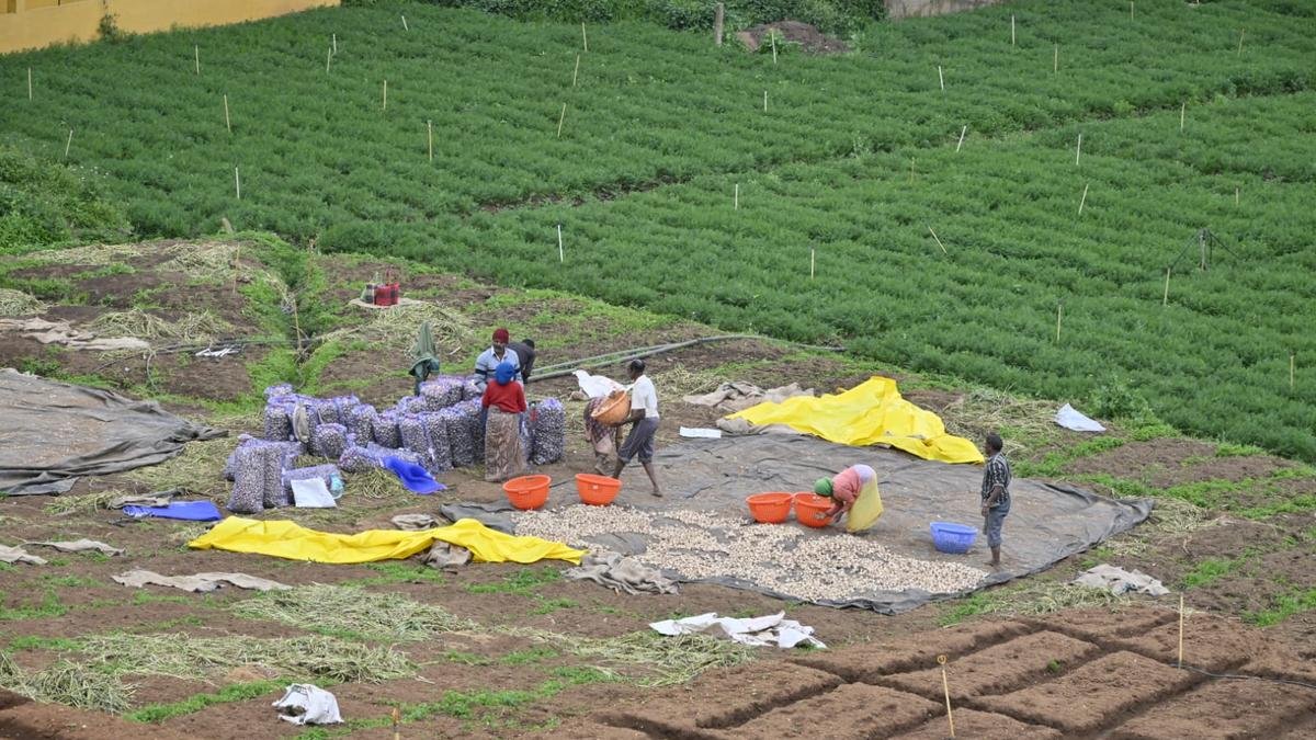 कमजोर दक्षिण पश्चिम मानसून से नीलगिरी में किसान प्रभावित