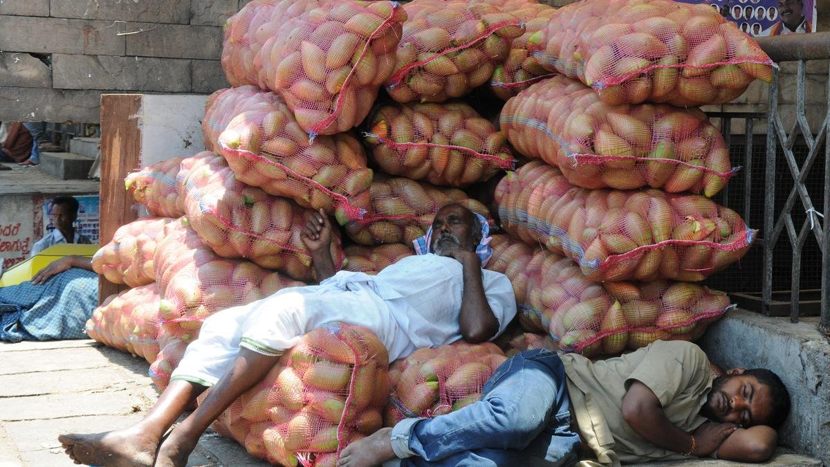 कीमतों में गिरावट जारी रहने से तोतापुरी आम के किसान और संकट में फंस गए हैं