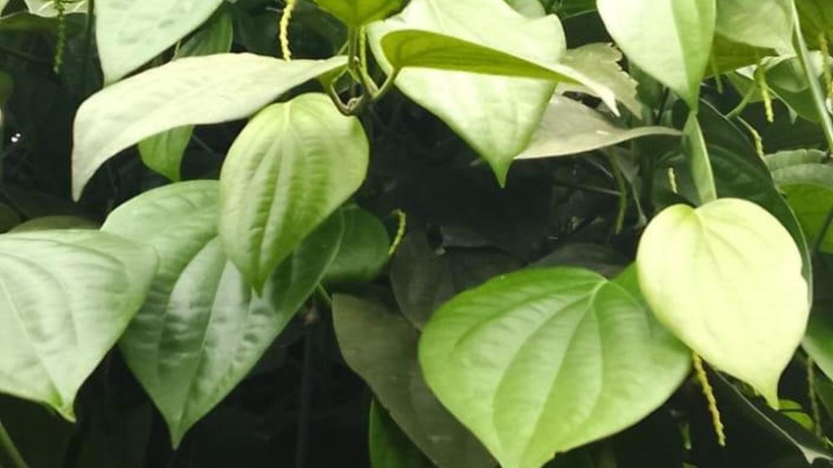 जैसे-जैसे मानसून की बारिश धीमी होती जा रही है, केरल के वायनाड के किसानों को खराब फसल का डर सता रहा है