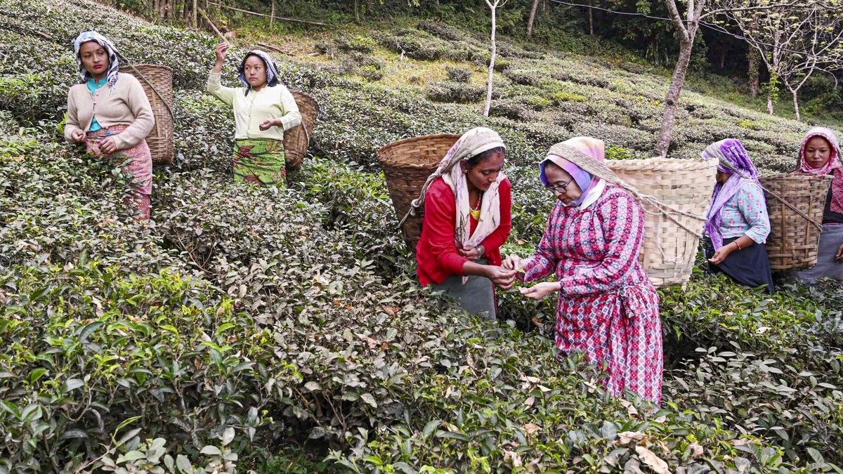 पश्चिम बंगाल के चाय बागानों के लिए ₹313 करोड़ के आवंटन का क्या मतलब है? | व्याख्या की