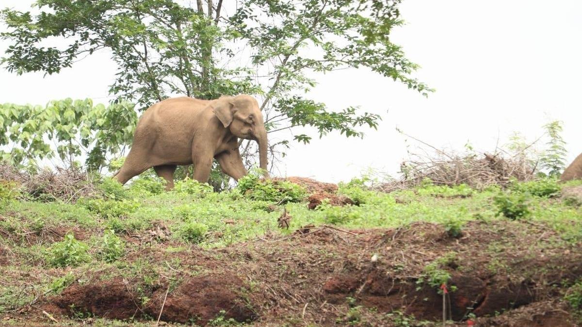 वन विभाग ने उत्तरी केरल में बढ़ते मानव-वन्यजीव संघर्ष से निपटने के लिए भटक रहे हाथियों की प्रोफाइलिंग शुरू की है