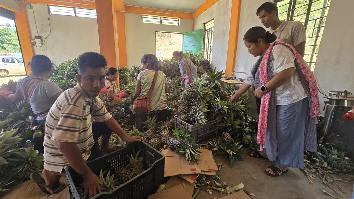 सड़क किनारे विक्रेता बने निर्यातक: मेघालय के 'गिनने वाले' किसानों को मेहनत का फल मिलता है