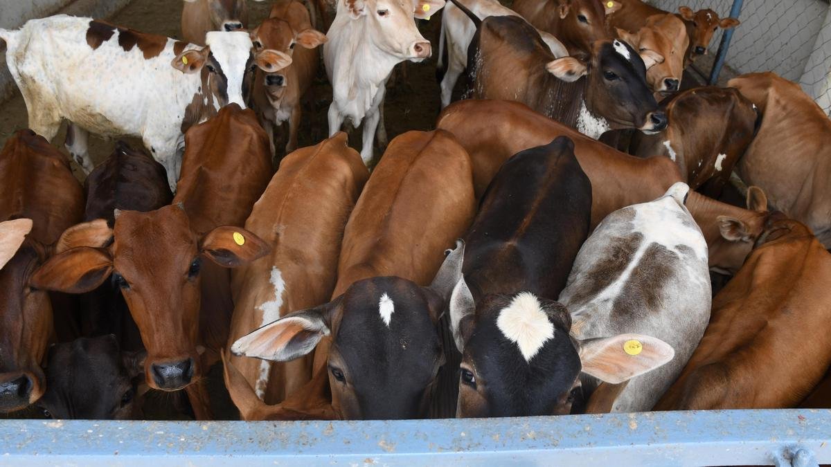 सुप्रीम कोर्ट ने तमिलनाडु में गोहत्या पर प्रतिबंध लगाने के मद्रास हाईकोर्ट के आदेश पर रोक लगा दी
