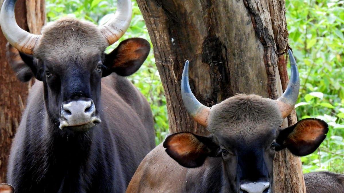 गौर के हमले में मौत से केरल के कोझिकोड के विलनगाड में किसानों का गुस्सा भड़क गया