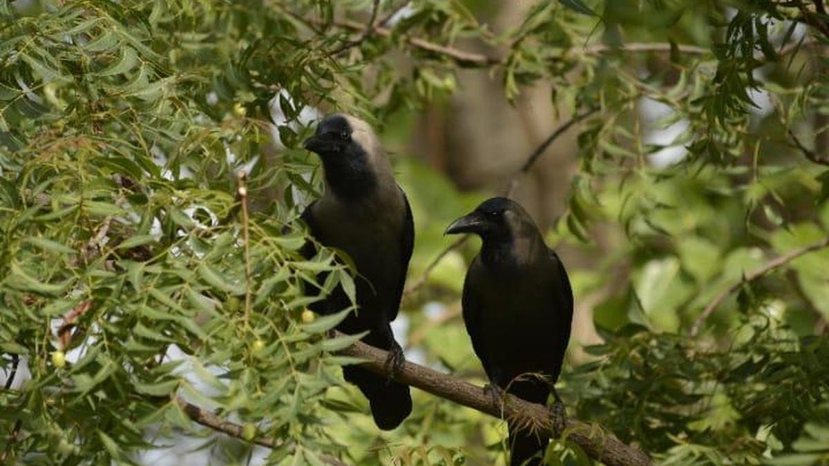 अध्ययन में पाया गया कि घरेलू कौवे शुष्क रायलसीमा में हरित आवरण बढ़ाने के प्रयासों में सहायता करते हैं