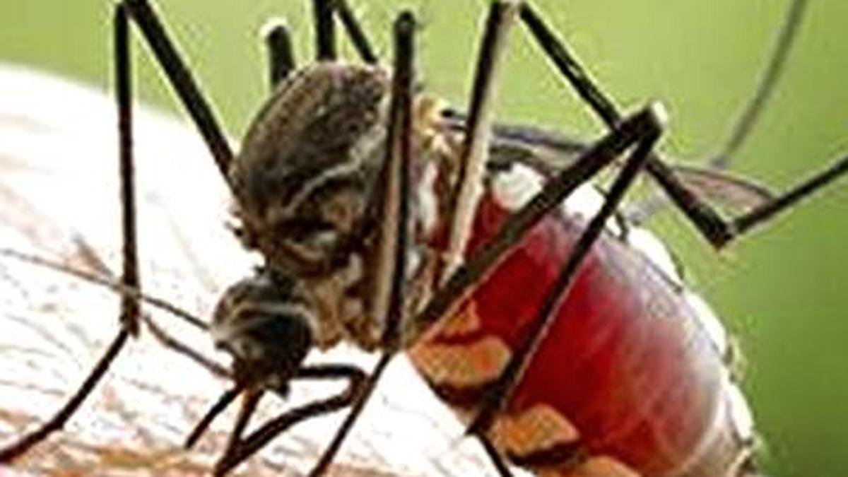 आईएवी, केरलम के वैज्ञानिकों ने रुझानों का पूर्वानुमान लगाने के लिए डेंगू की पूर्व चेतावनी प्रणाली विकसित की है