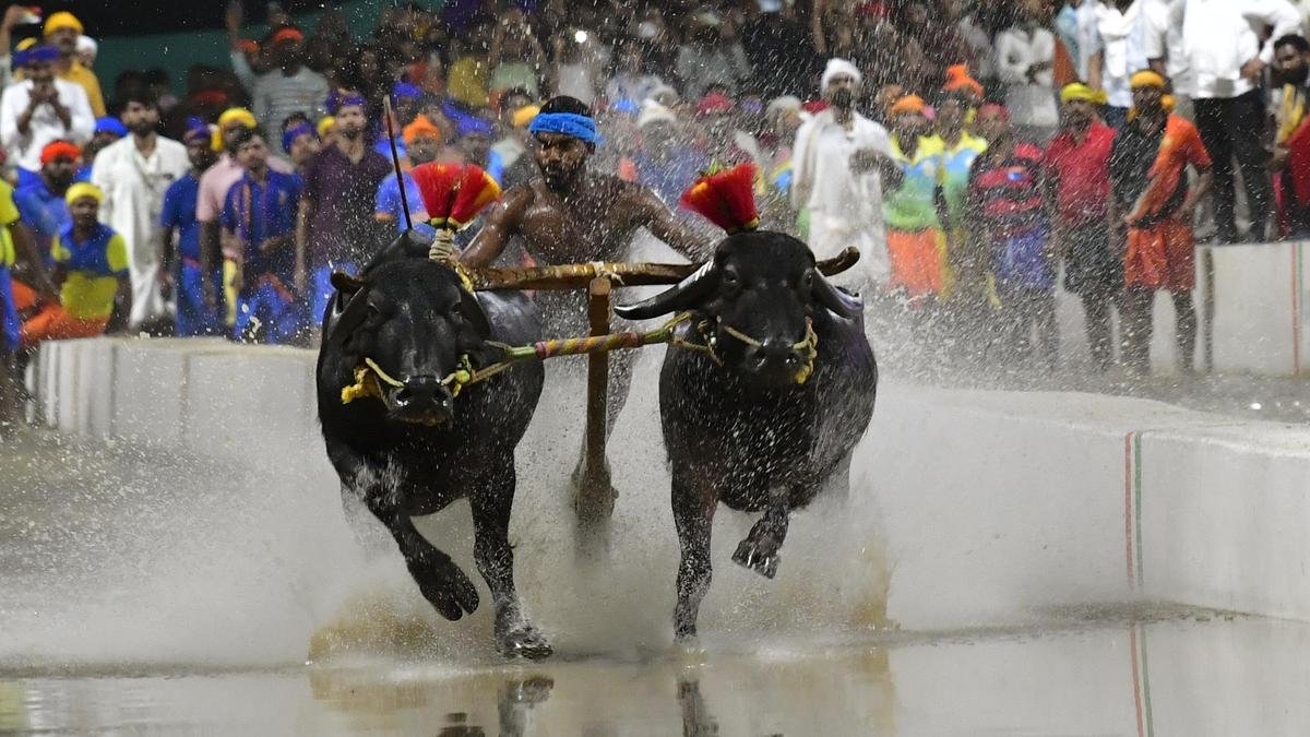 कंबाला 18-19 अक्टूबर को मैसूर दशहरा के हिस्से के रूप में आयोजित किया जाएगा