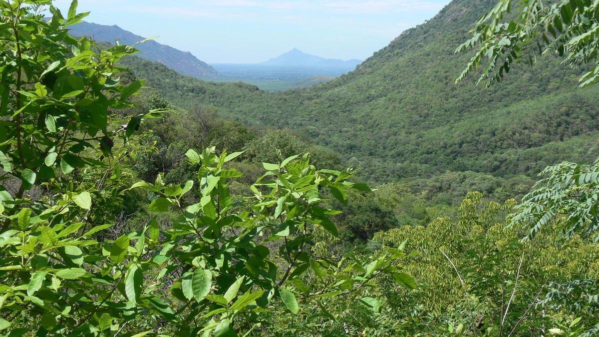 जवाधु हिल्स में आदिवासियों को 1,000 एकड़ से अधिक भूमि पर अवैध रूप से खेती करने देने के आरोप में छह वन अधिकारियों को निलंबित कर दिया गया