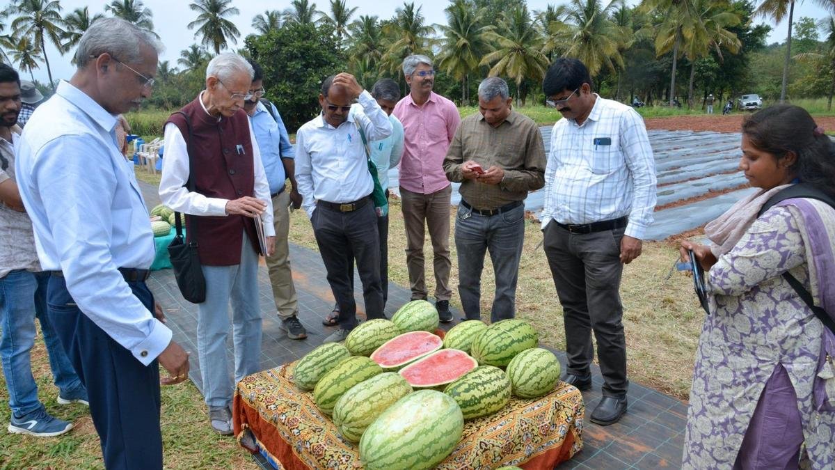 तरबूज की फसल में गमी स्टेम ब्लाइट रोग से निपटने के लिए रूट स्टॉक