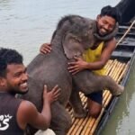 तीस्ता में बह गया हाथी का बच्चा, मछुआरों ने बचाया, मां से मिलाया