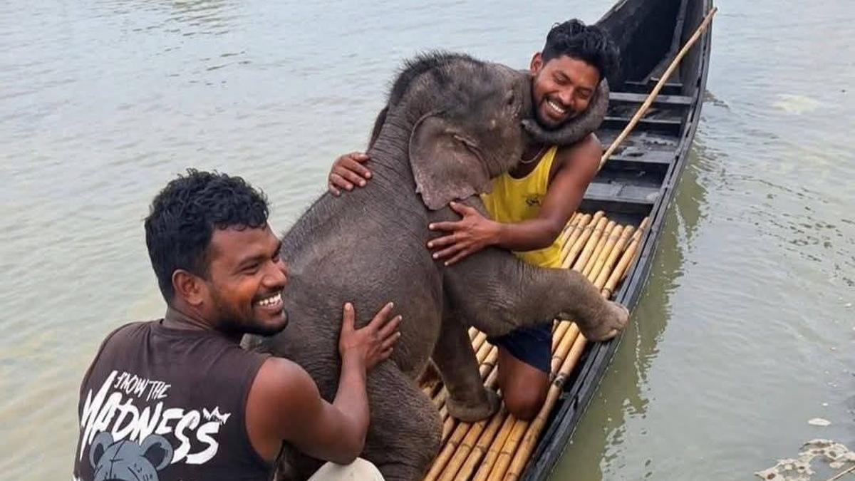 तीस्ता में बह गया हाथी का बच्चा, मछुआरों ने बचाया, मां से मिलाया