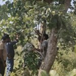 आदिलाबाद में आदिवासियों को जंगलों से आय के नए स्रोत मिलते हैं