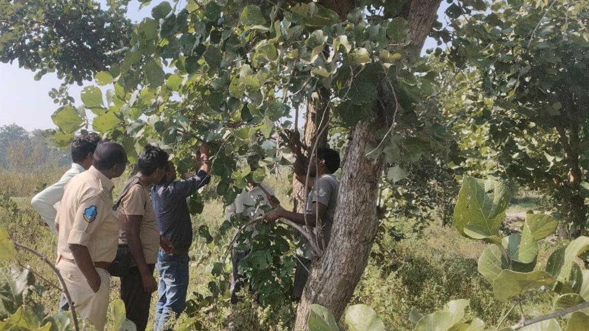 आदिलाबाद में आदिवासियों को जंगलों से आय के नए स्रोत मिलते हैं