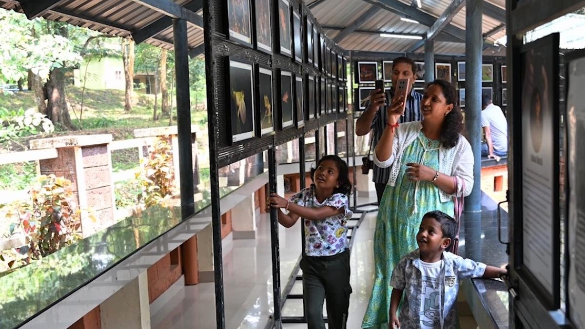 एक बार विलुप्त समझ लिया गया एक पौधा केरल के परम्बिकुलम में वन्यजीव सप्ताह का सितारा बन गया