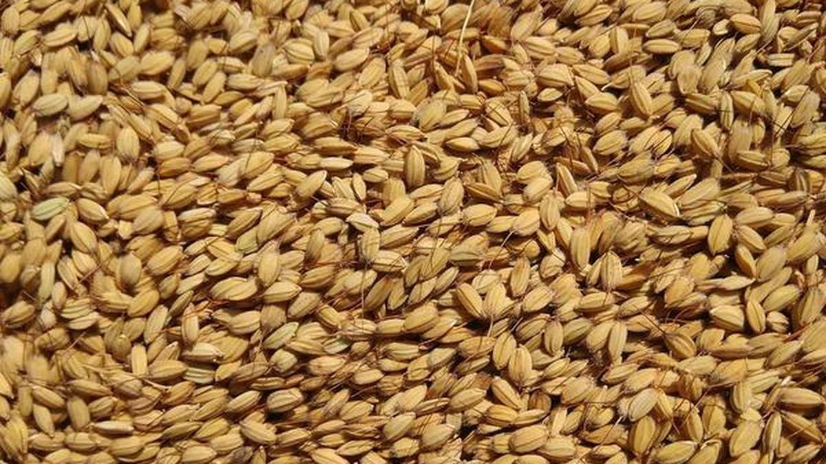 कश्मीर के पारंपरिक चावल में, पूर्वी एशिया की यात्रा के संकेत मिलते हैं