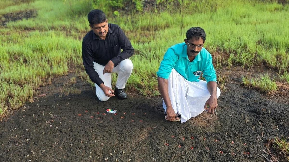 कासरगोड में चट्टानों पर उकेरे गए 'गेम बोर्ड' मनोरंजन के लिए सदियों पुराने येन की ओर इशारा करते हैं