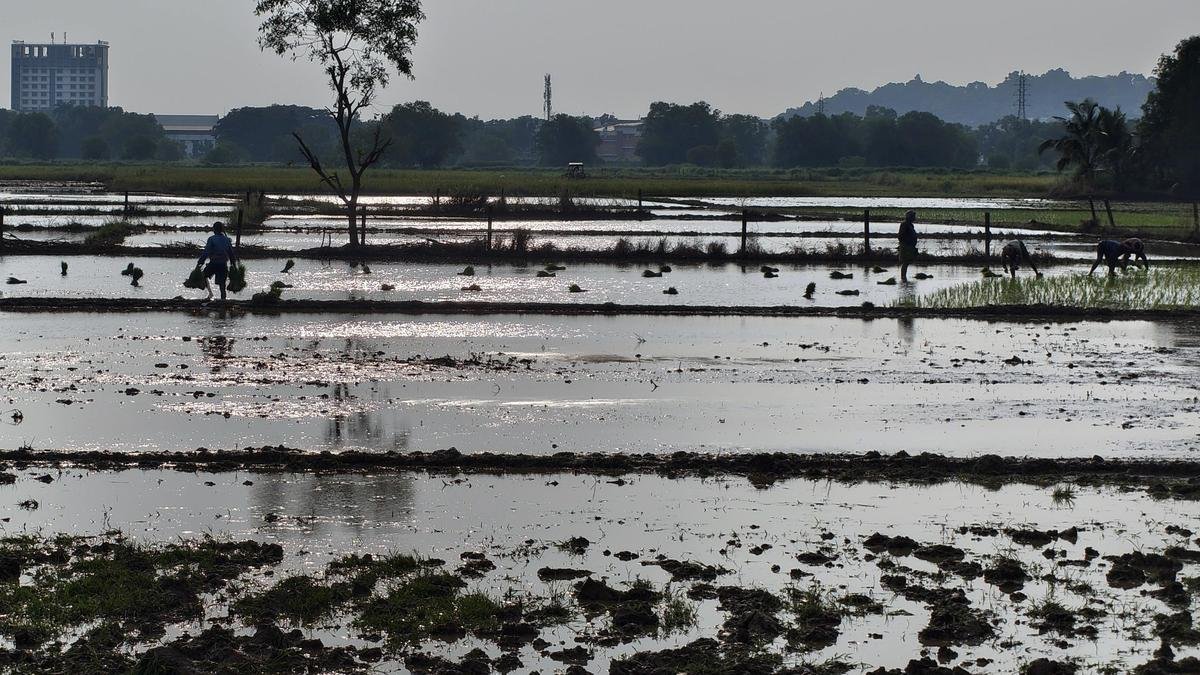 केरलम में धान के खेत संरक्षण पर