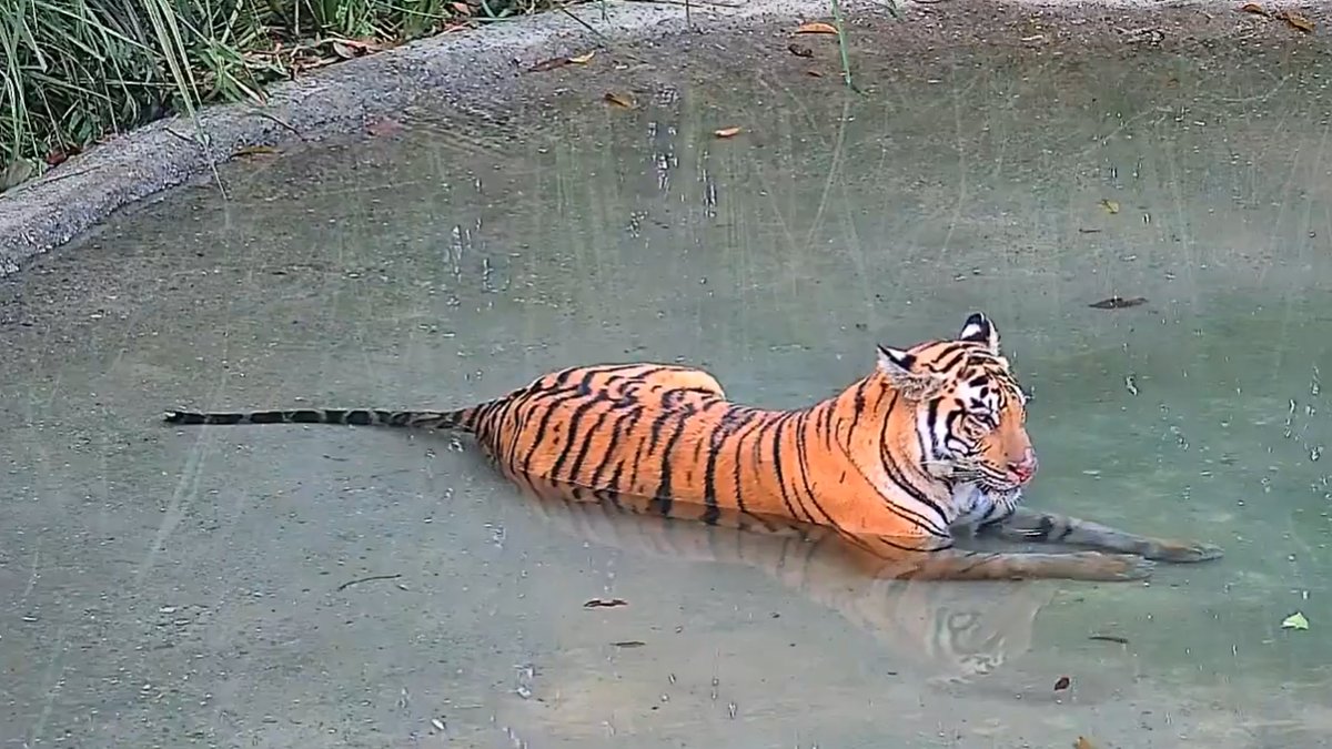 तीन वर्षीय बाघिन की रिहाई के साथ बक्सा रिजर्व ने अपनी धारियाँ पुनः प्राप्त कर लीं